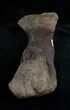 Edmontosaurus Metatarsal Toe Bone #1699-1
